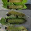 pyr armoricanus larva5 volg12